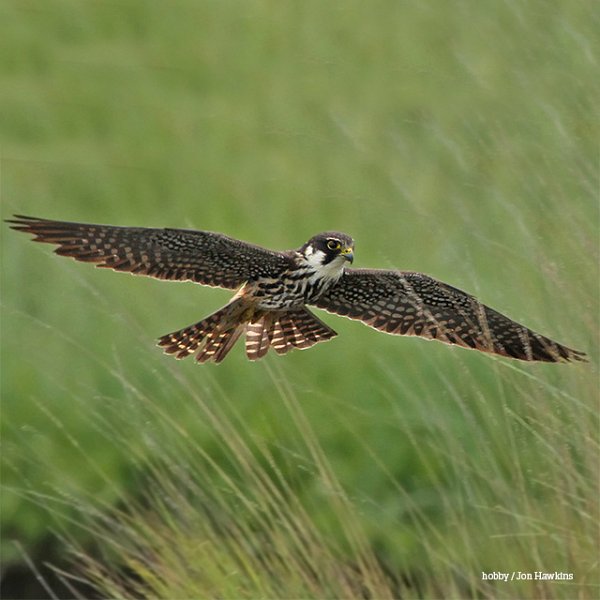 A Year of Finding Birds in Sussex